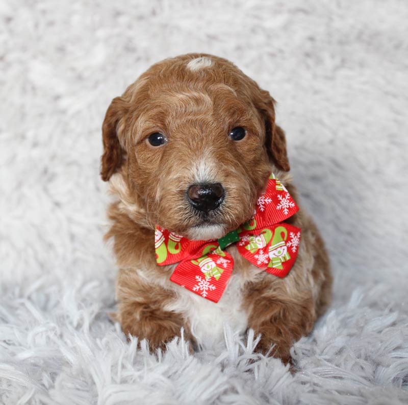 Gorgeous multi-colored Mini Goldendoodle Puppy from Addison. Blue Diamond Family Pups.